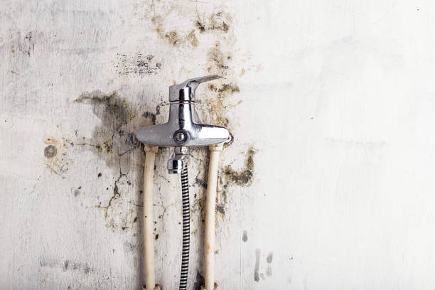 Best Toxic Mold Removal  in Sands Point, NY
